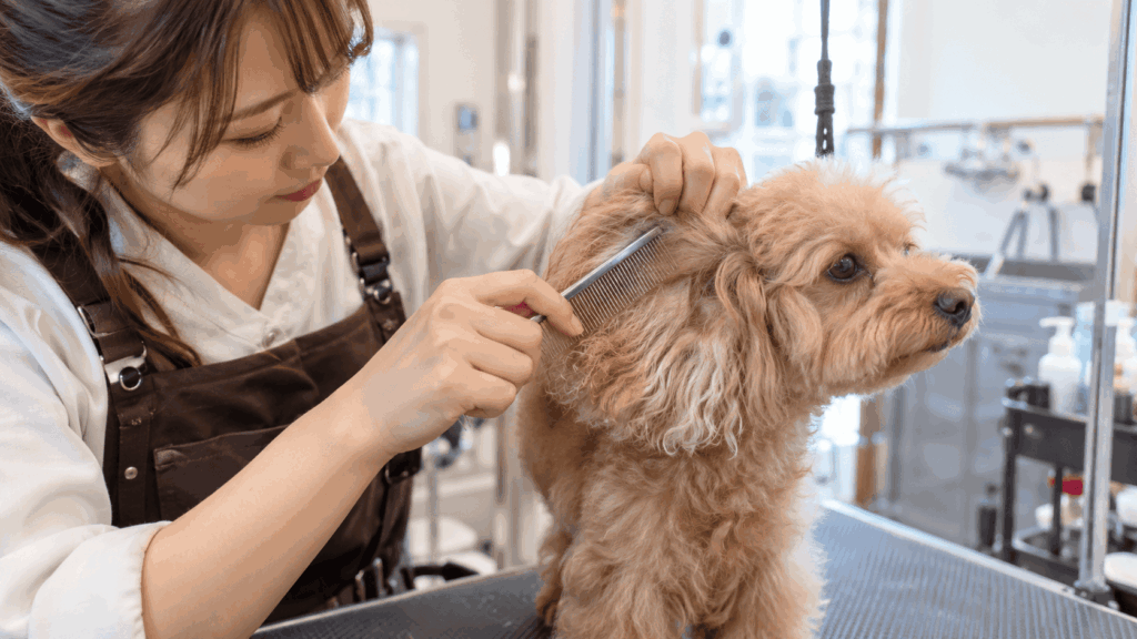 トリマーが犬のもつれた毛を丁寧にほぐしている様子